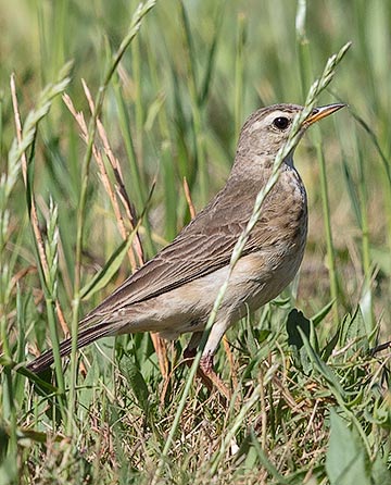 Plain-backed Pipit